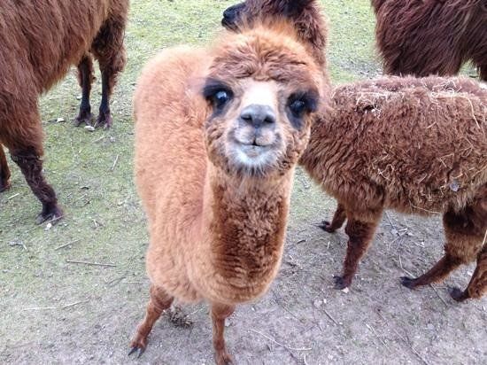 Wetlands Animal Park